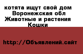 котята ищут свой дом - Воронежская обл. Животные и растения » Кошки   